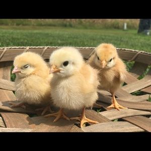 Meet your Posher, Summer